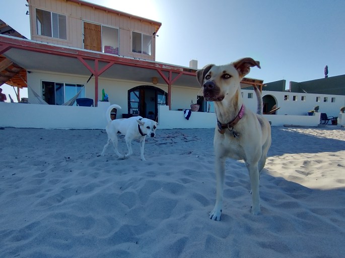 mexican dogs on beach in front of house