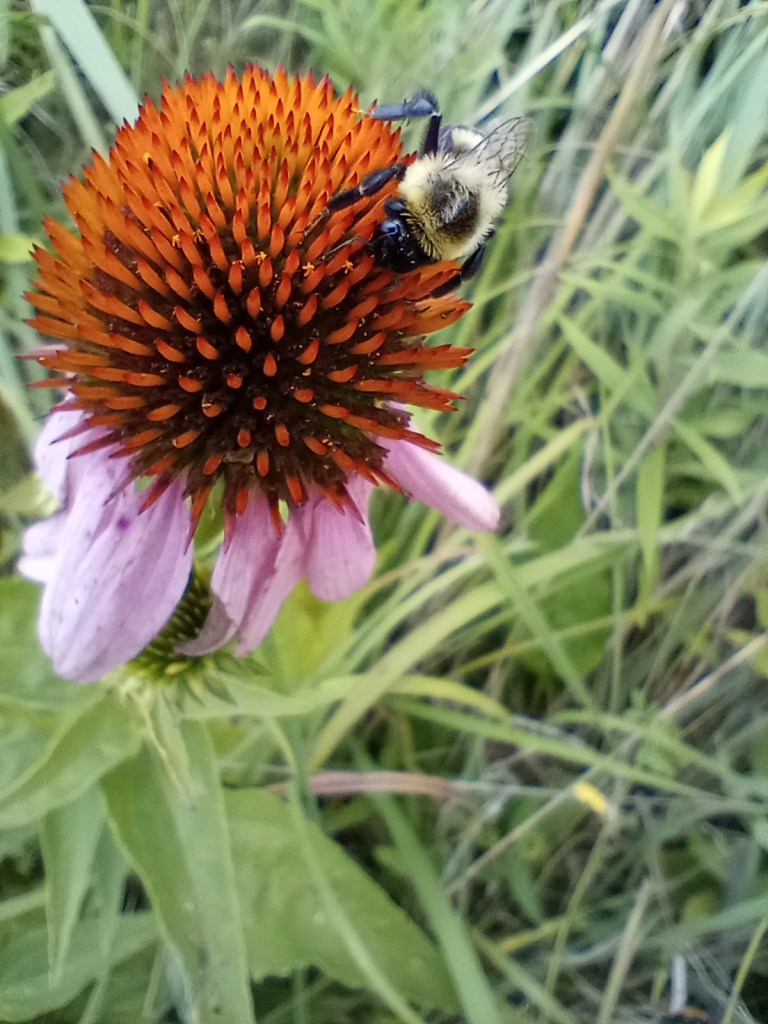 honey bee on a large flower, close up, purple pedals