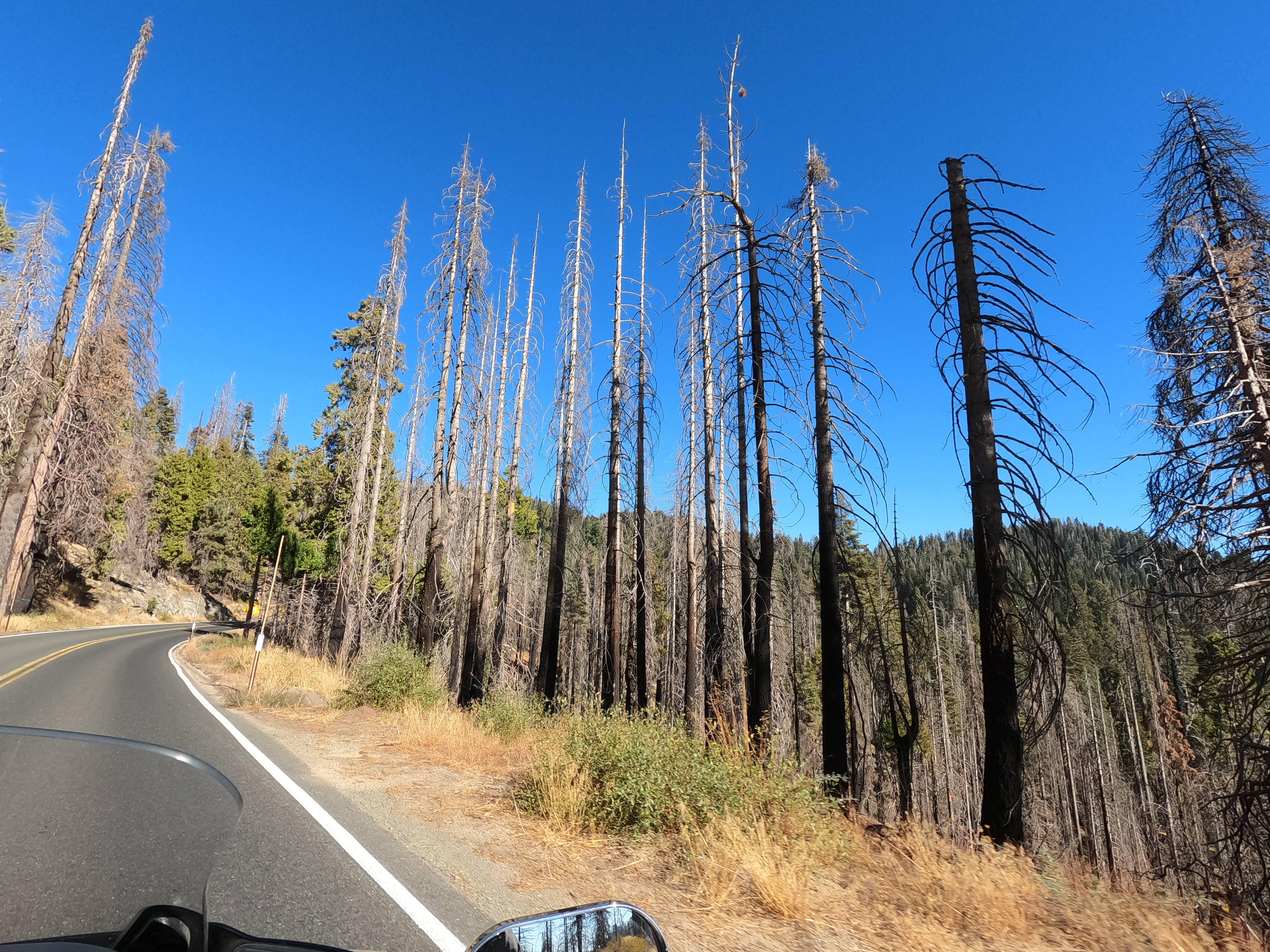 burned out trees on a hillside