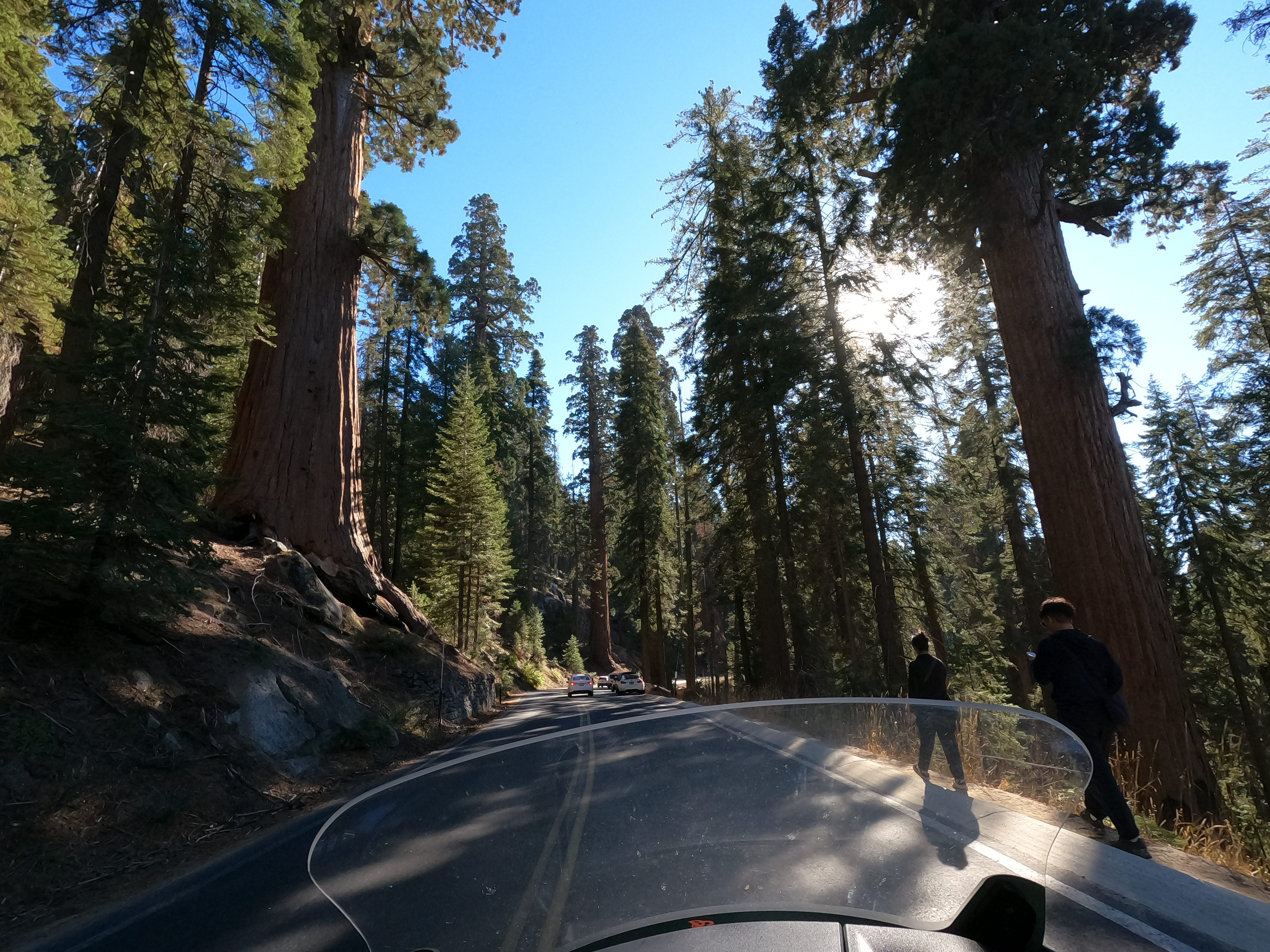 POV of motorcycle riding through giant Seqouias