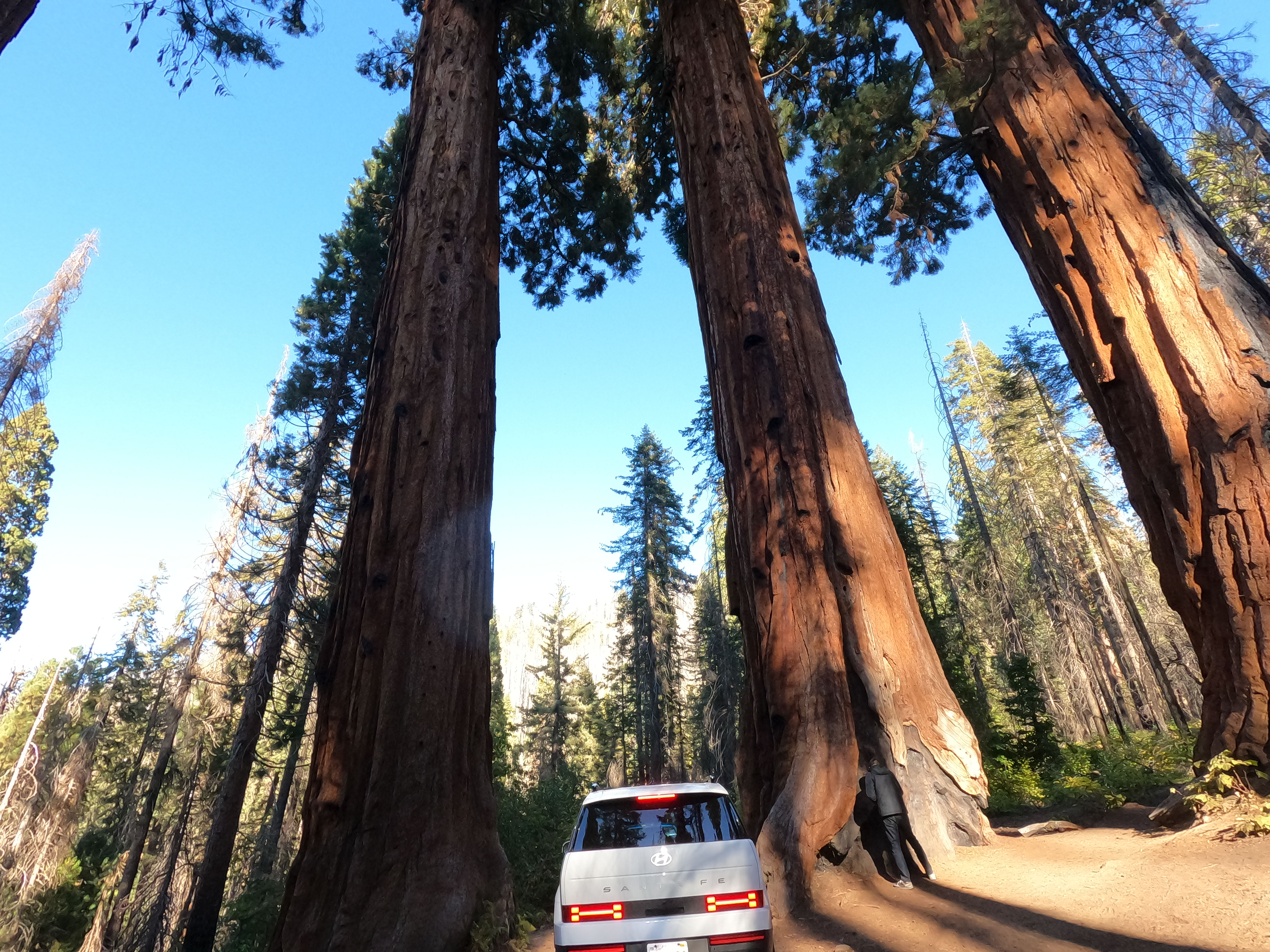 POV of motorcycle riding between to giant sequoias on a narrow road