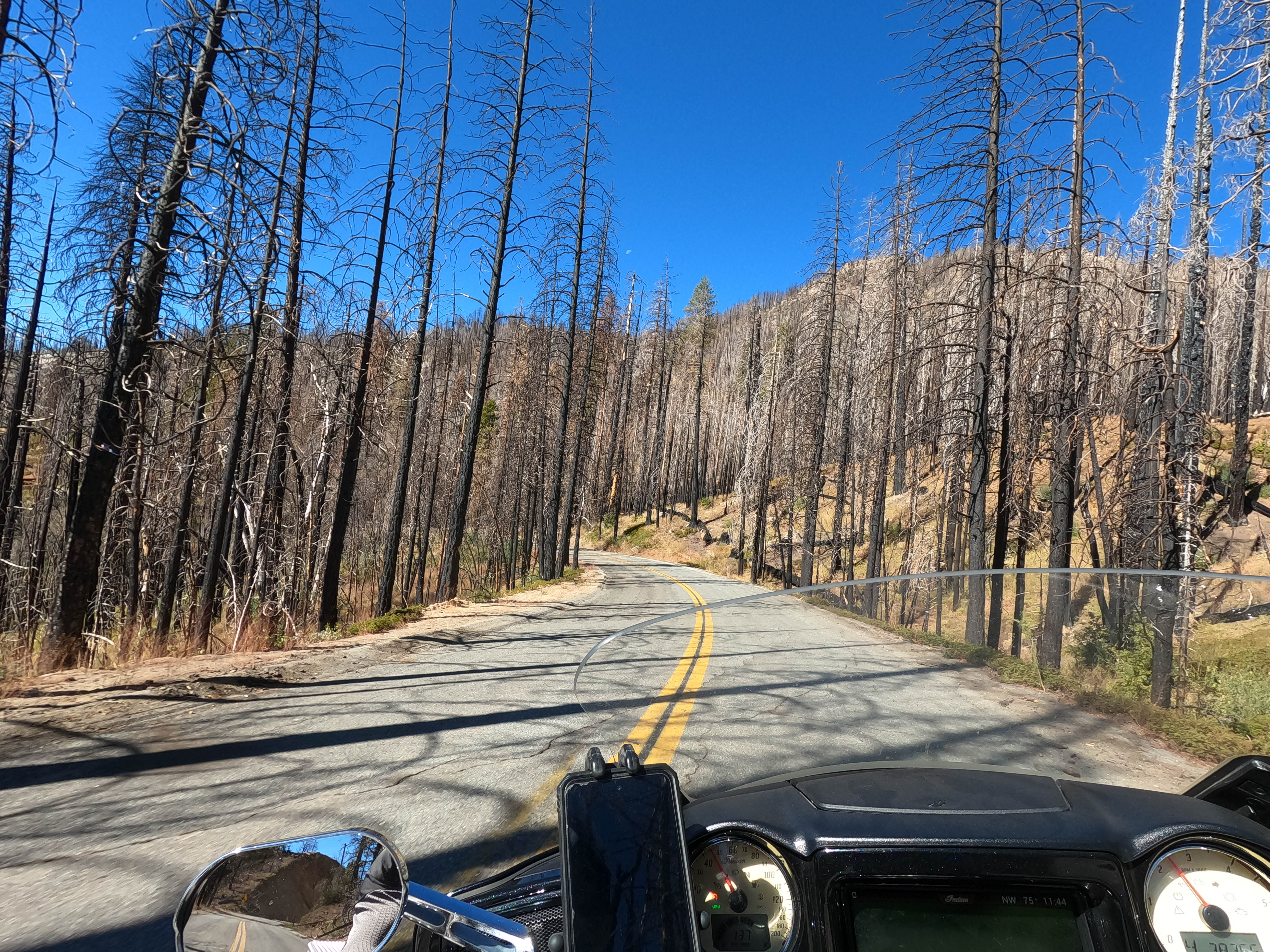 POV of motorcycle traveling through scorched trees in a mountain forest