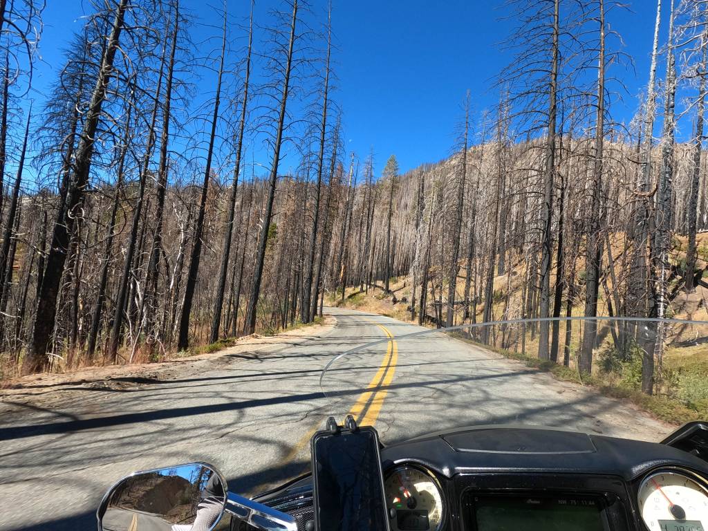 POV of motorcycle traveling through scorched trees in a mountain forest