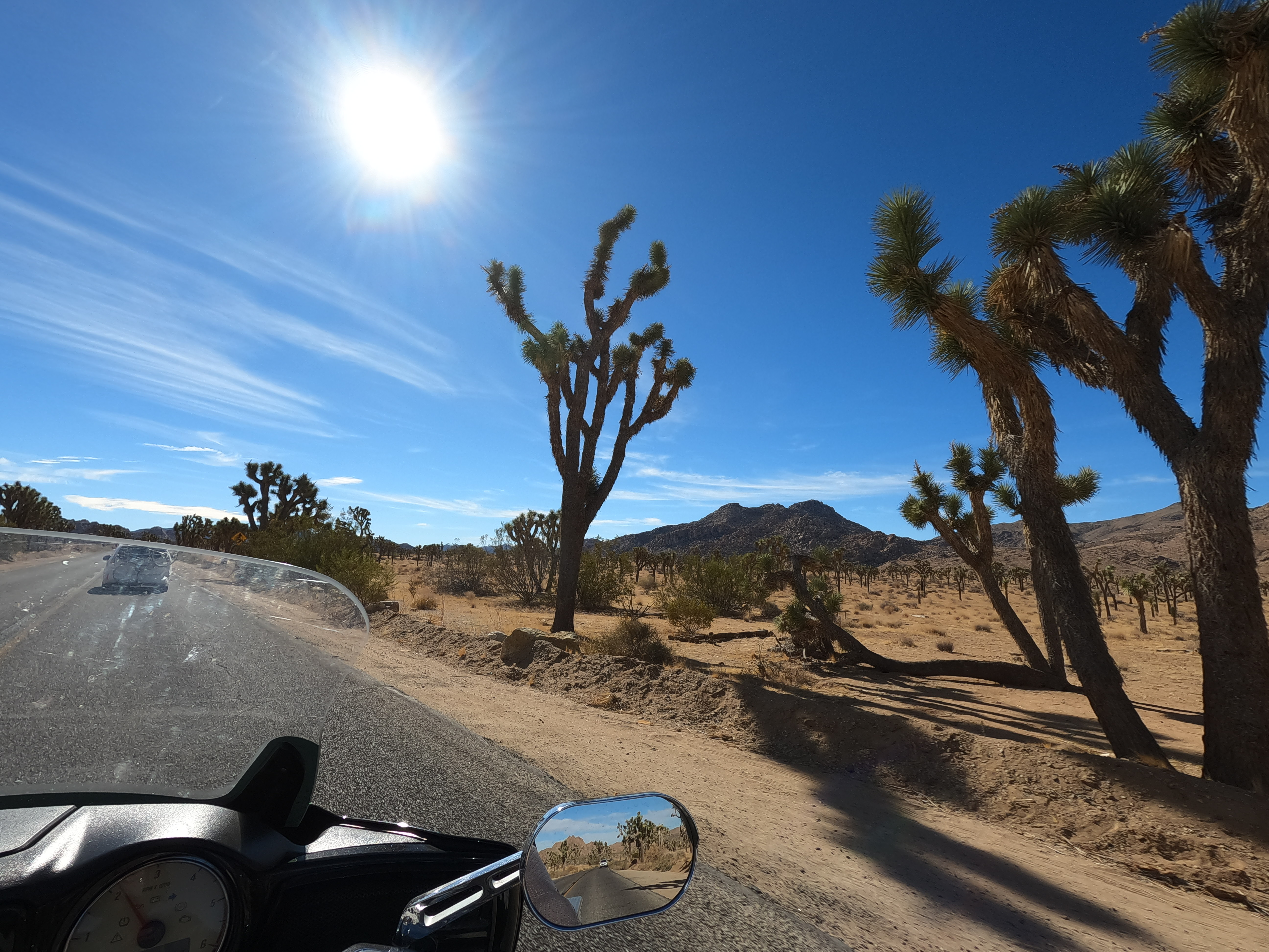 Joshua Trees along the roadside and beyond inside the National Park