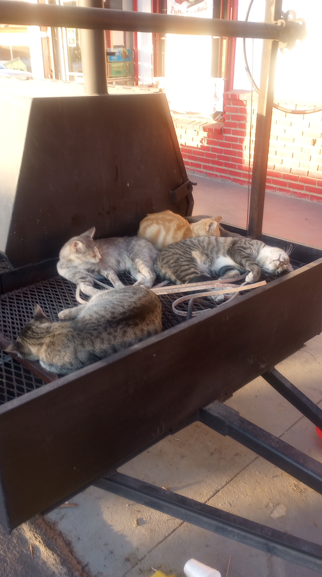 A small colony of stray cats sit on a large grill outside a gas station and corner store, lounging in the afternoon shade.