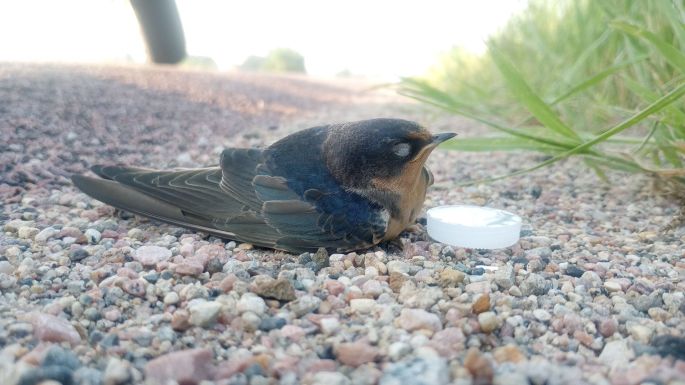 an injured barn swallow next to a bottle cap full of water, roadside