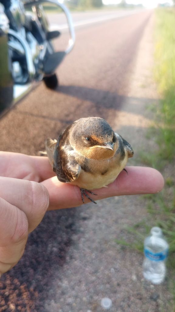 a brown barn swallow rests on a person's fingure